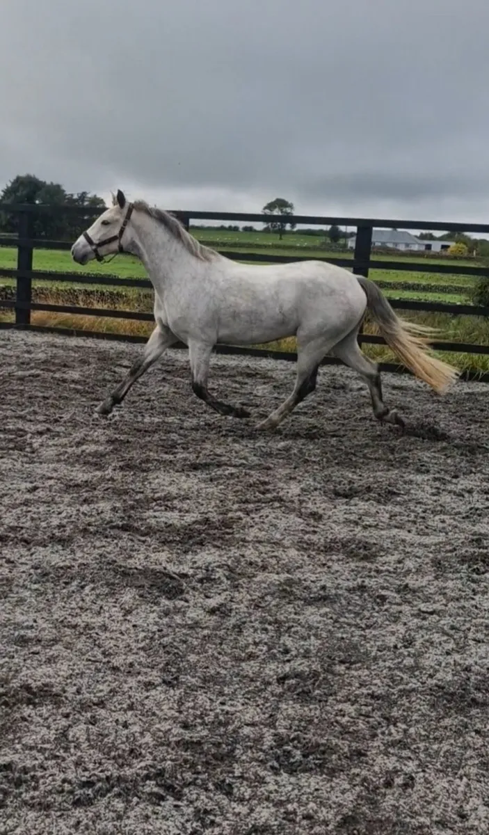 Connemara gelding - Image 2