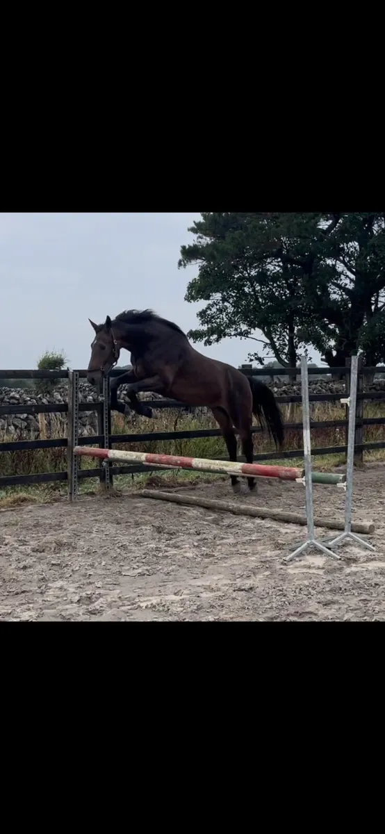 3yr old Bay  Gelding - Image 2