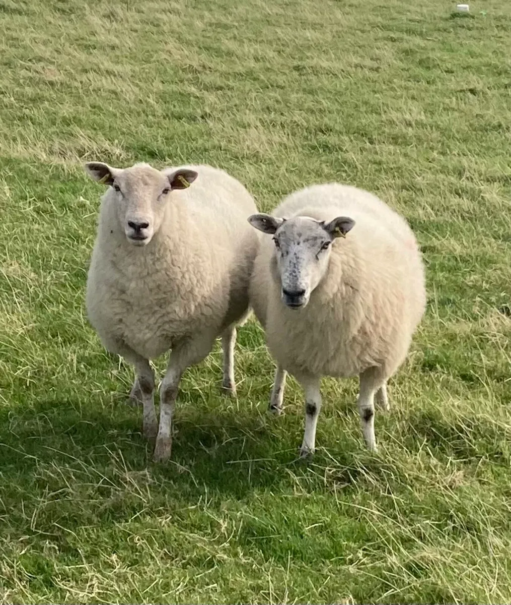 Hoggets and Lambs - Image 3