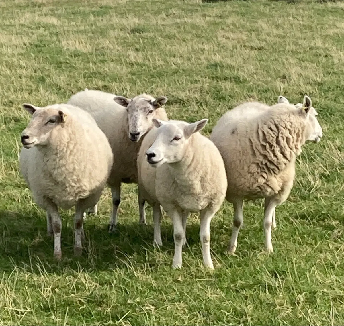 Hoggets and Lambs - Image 4