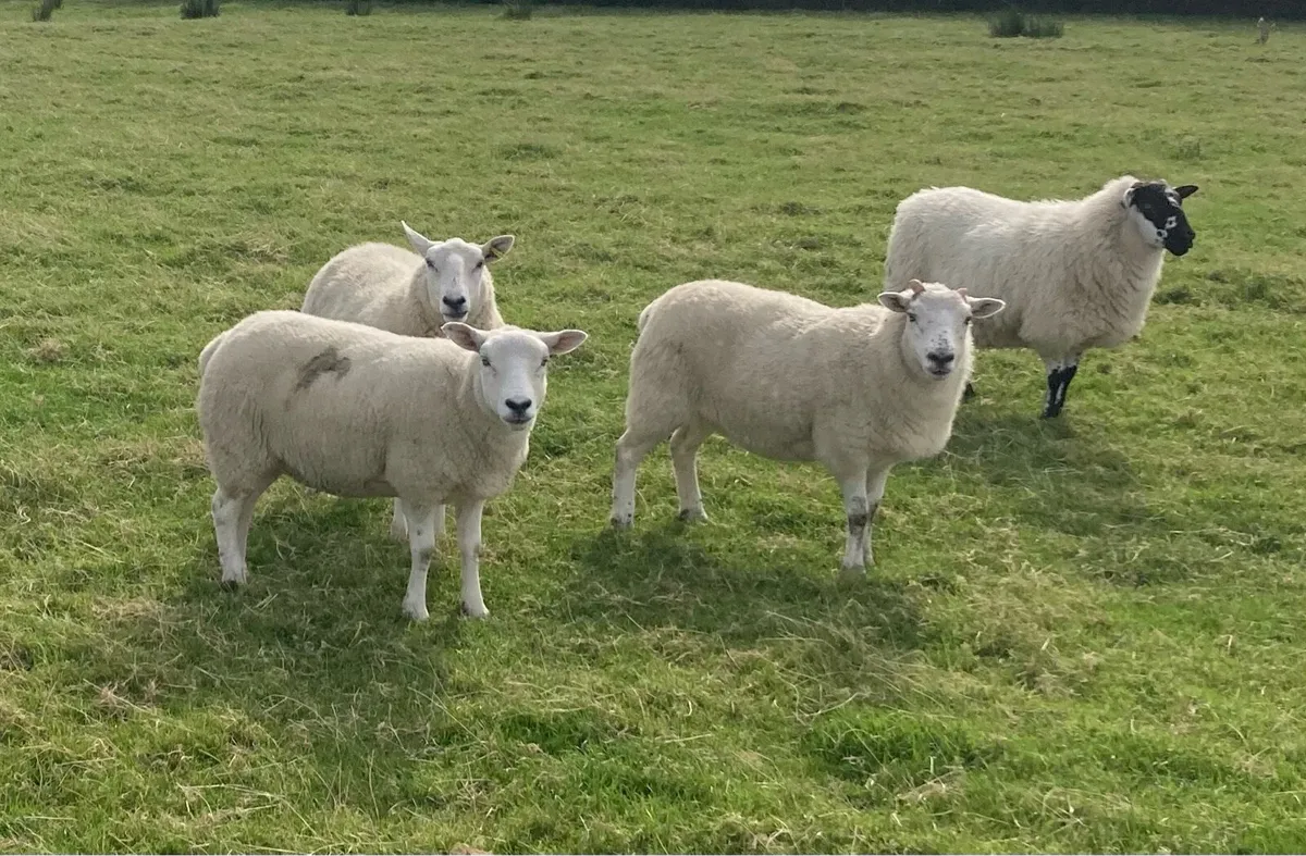 Hoggets and Lambs - Image 2