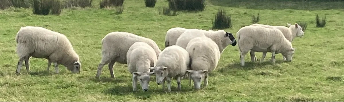 Hoggets and Lambs - Image 1