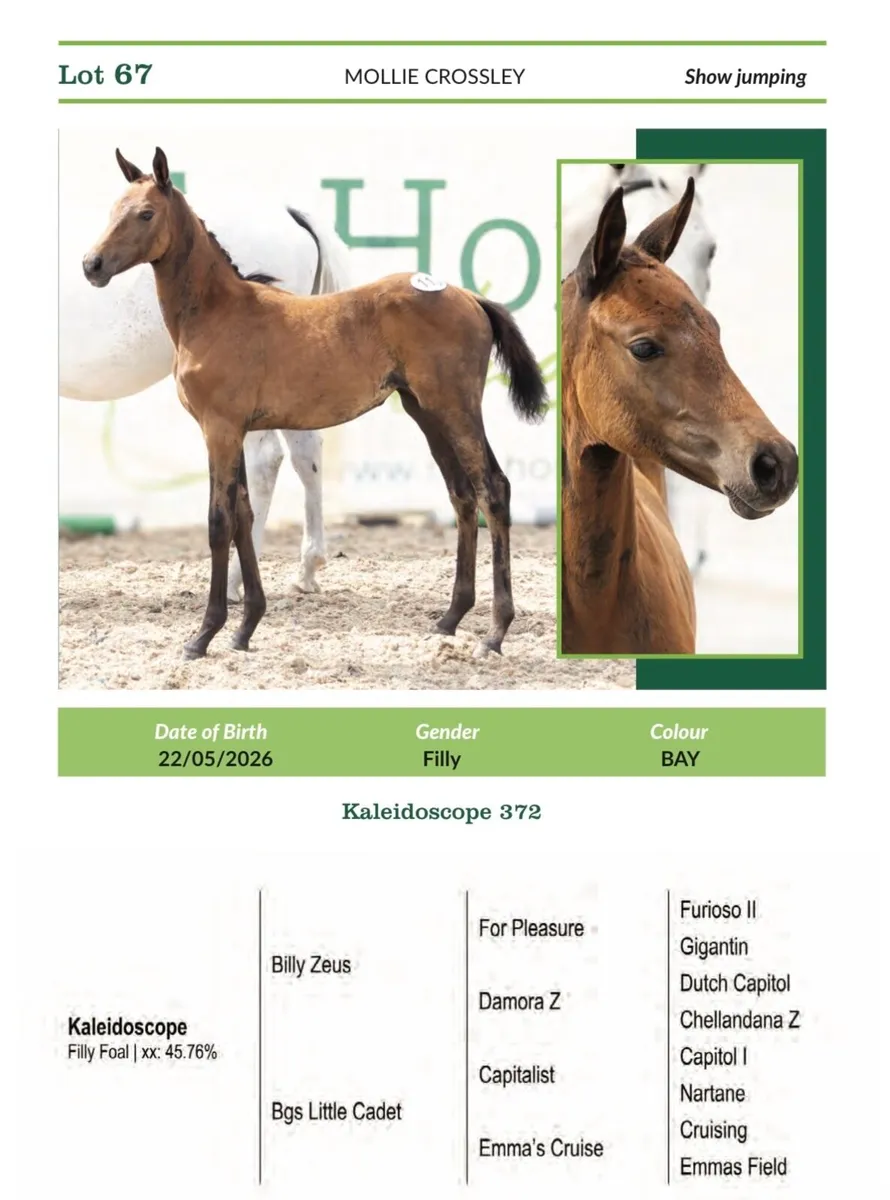 LOT 1 & LOT 67 Glenamaddy 26th sept - Image 3