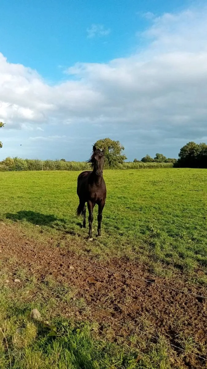 Jorado  colt rising  3 - Image 4