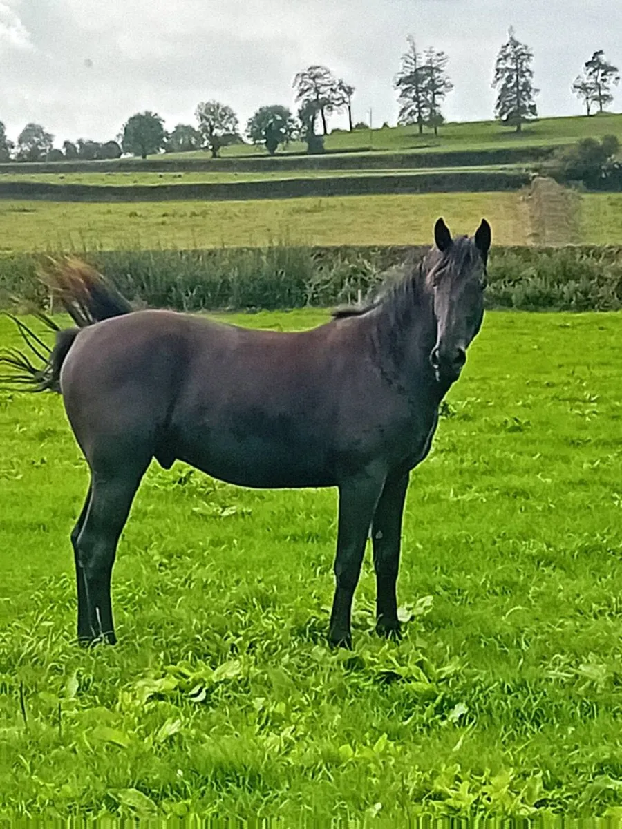 Jorado  colt rising  3 - Image 1