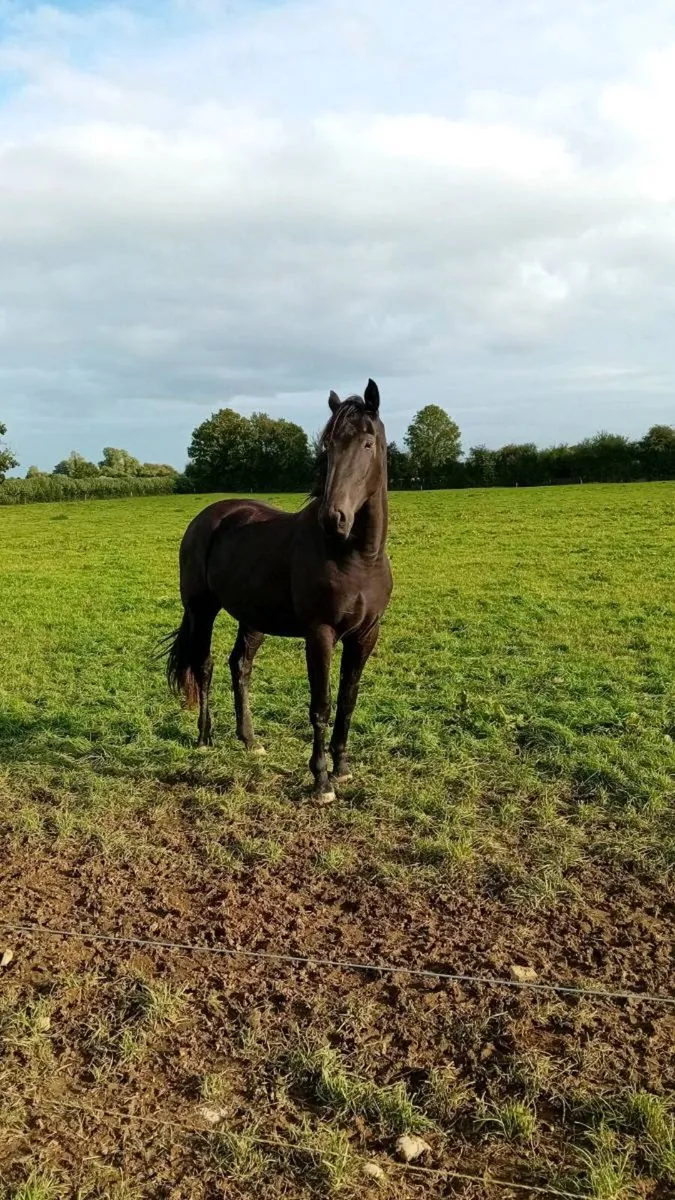 Jorado  colt rising  3 - Image 2