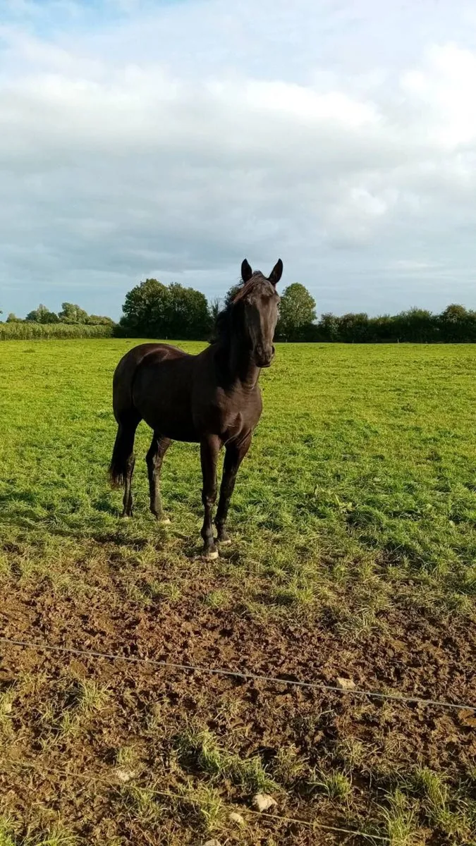 Jorado  colt rising  3 - Image 3