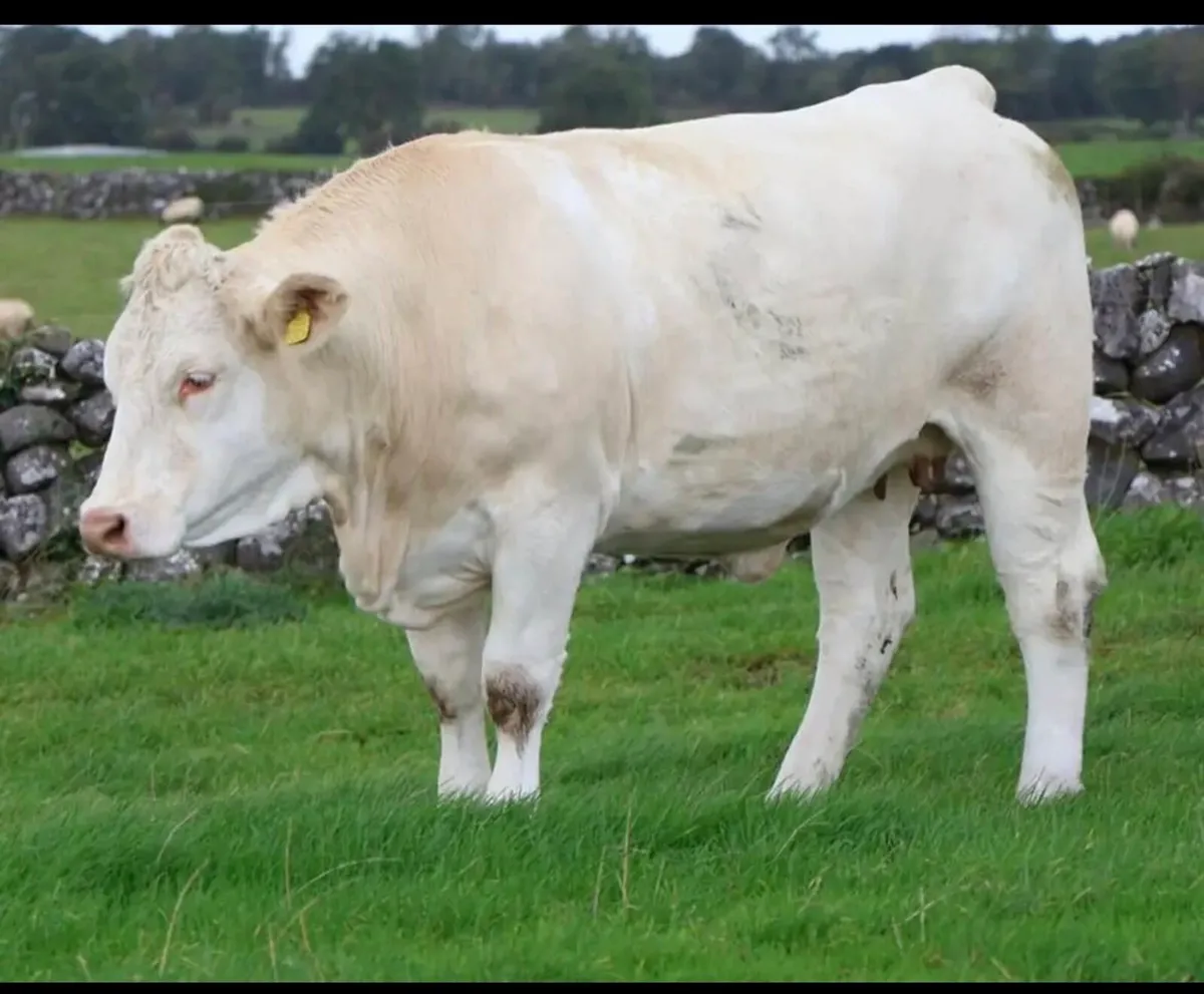 In Calf Heifers - Image 1