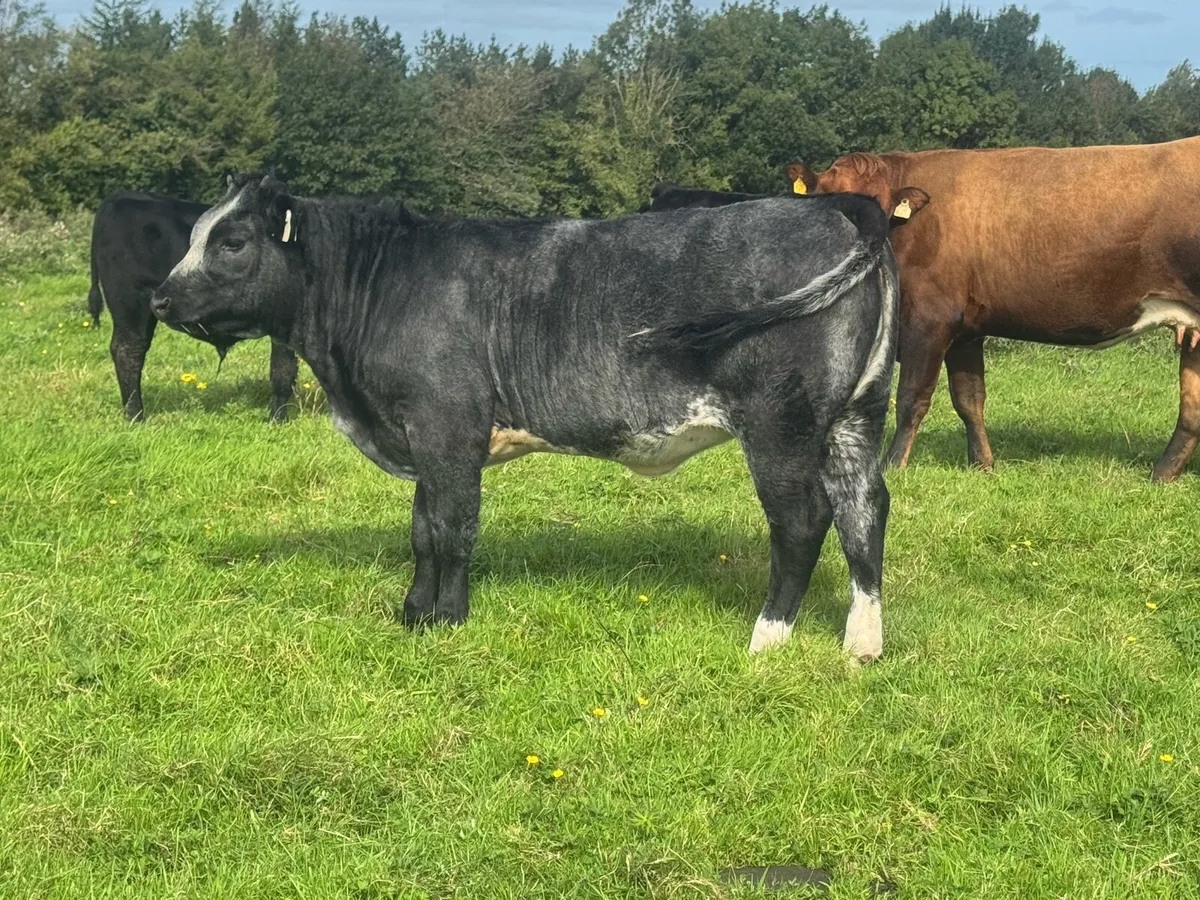 Roan heifer weanlings for sale***** - Image 4