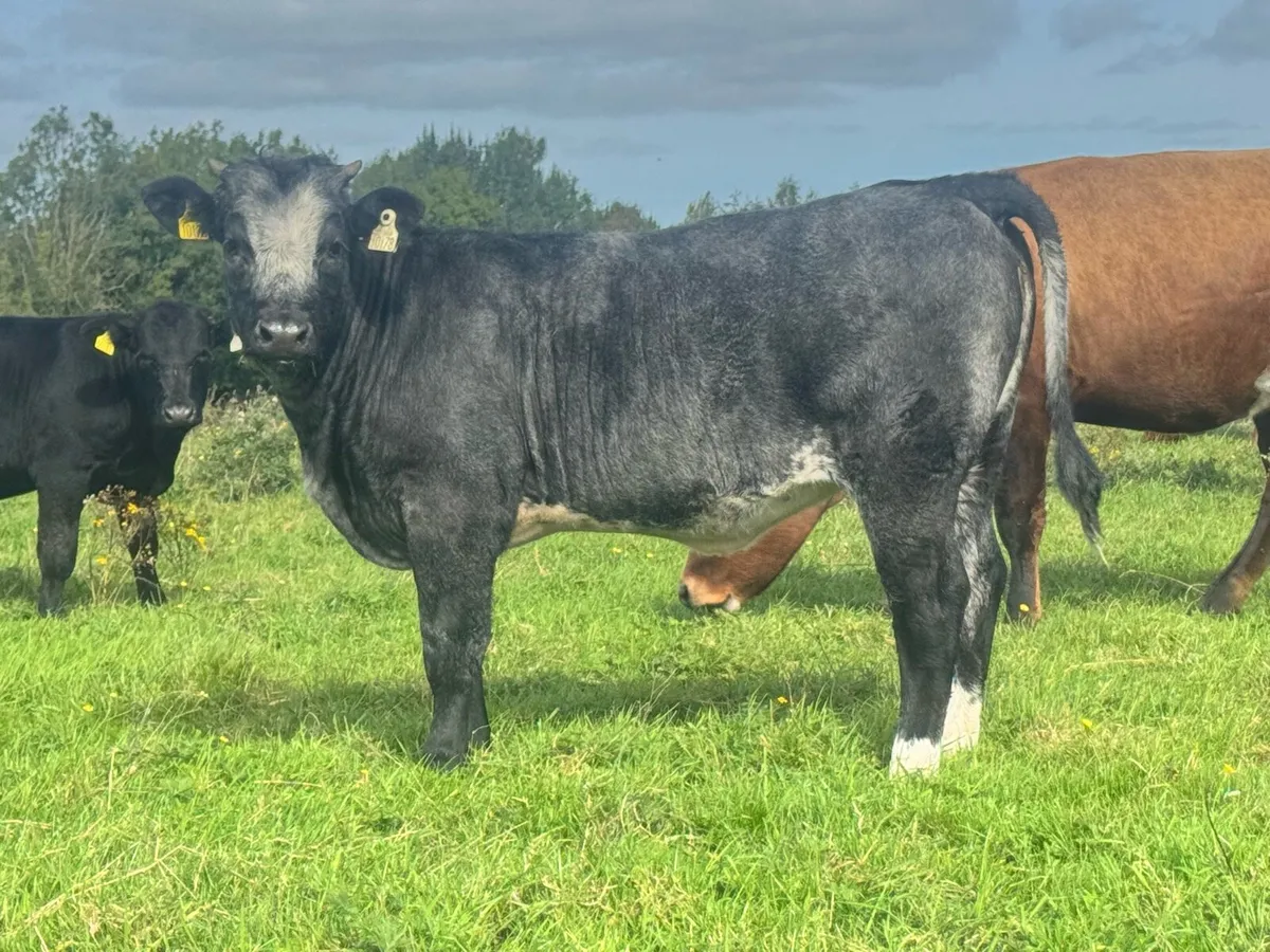 Roan heifer weanlings for sale***** - Image 1