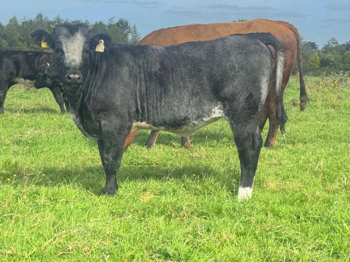 Heifer weanlings for sale***** - Image 4