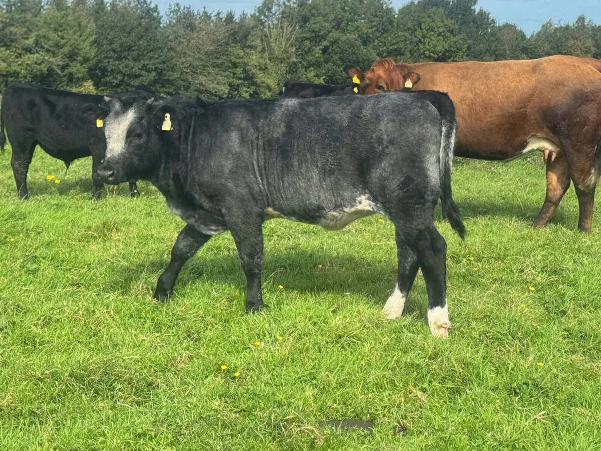 Roan heifer weanlings for sale***** - Image 2