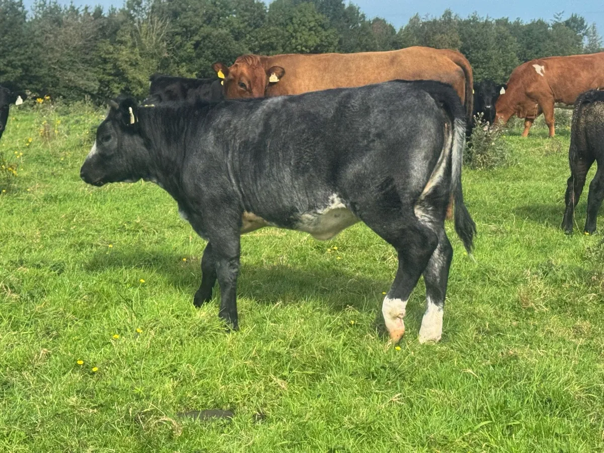 Roan heifer weanlings for sale***** - Image 3