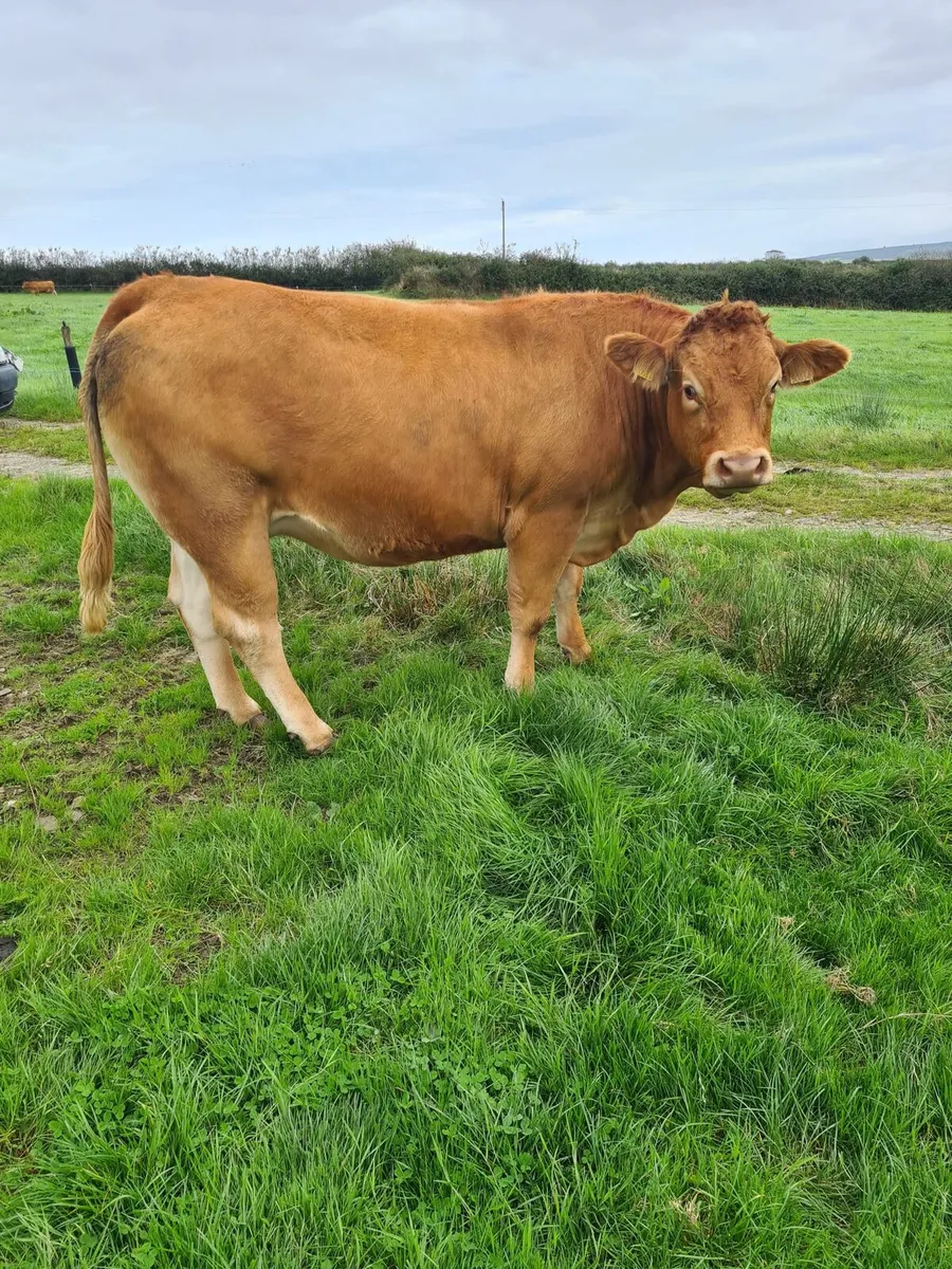 Limousin incalf heifers - Image 2