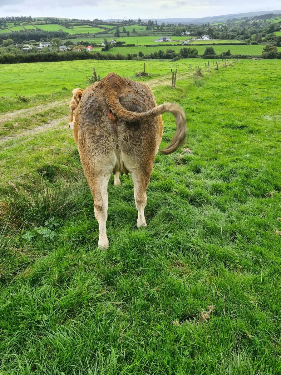 Limousin incalf heifers - Image 3