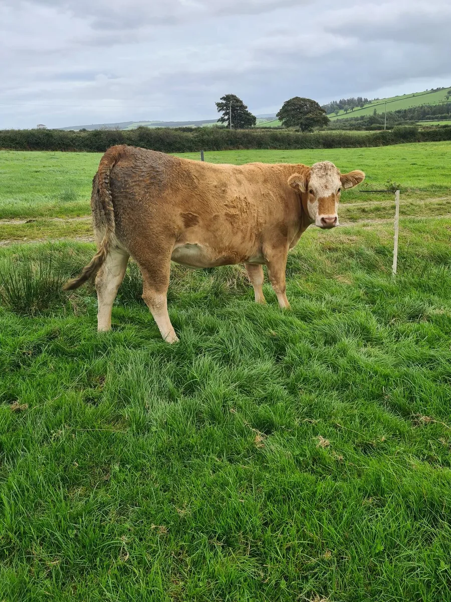 Limousin incalf heifers - Image 4