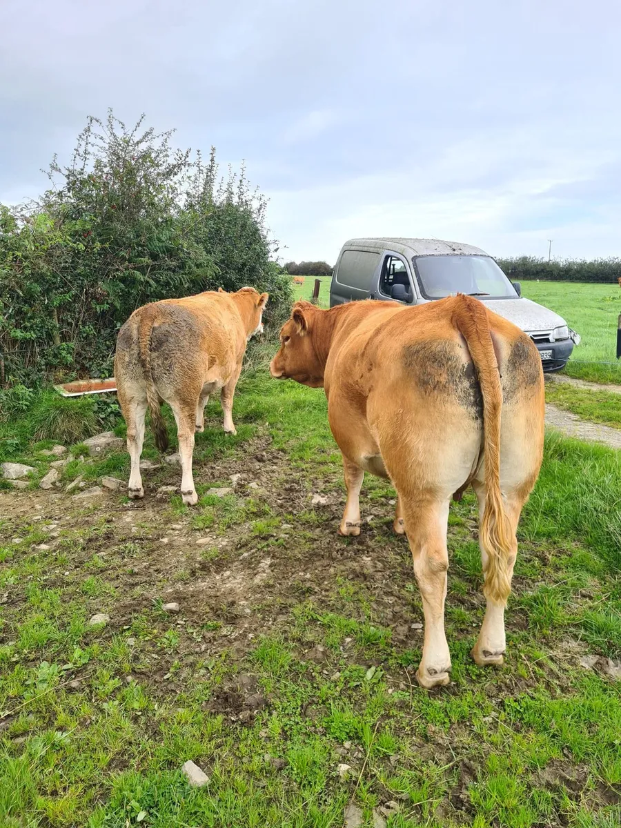 Limousin incalf heifers - Image 1