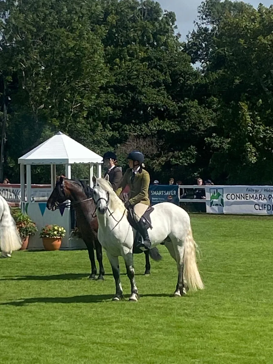 Top class Connemara stallion - Image 2