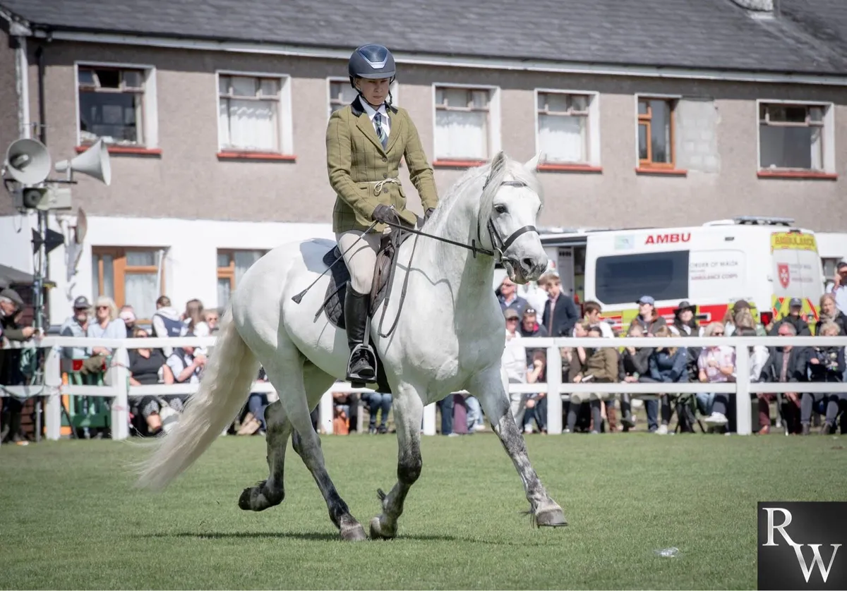 Top class Connemara stallion - Image 1