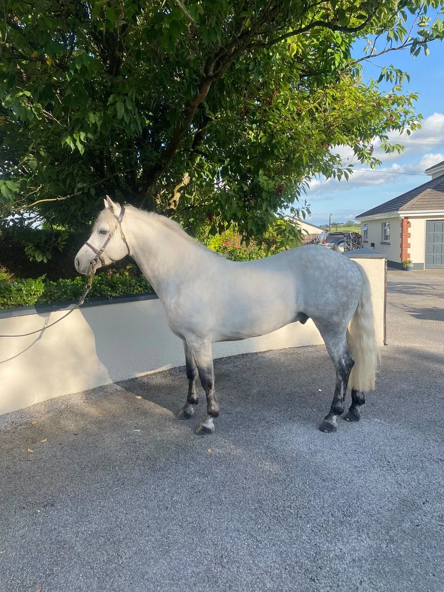 Top class Connemara stallion - Image 4