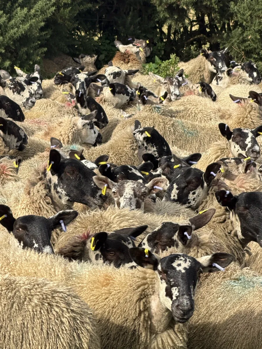 Mule ewe lambs - Image 4