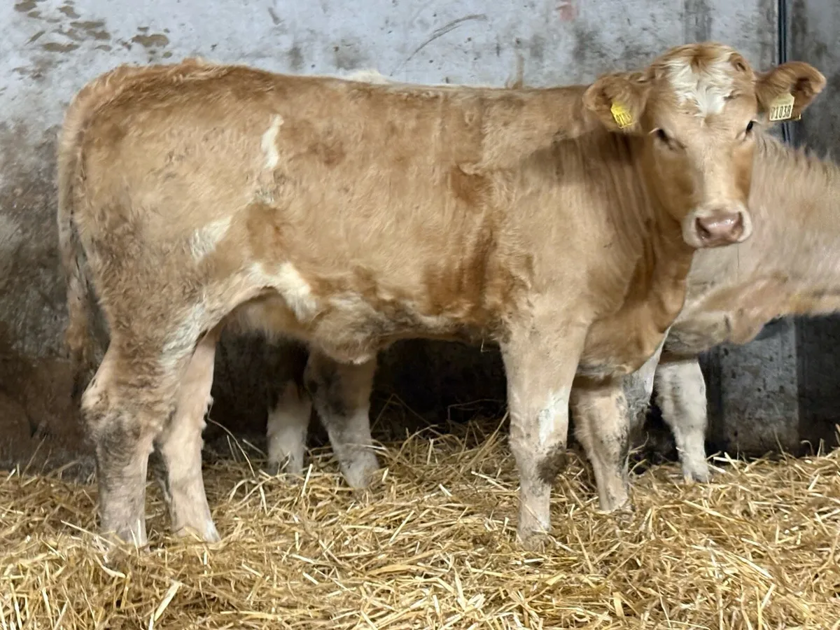 2 smashing charlois heifers - Image 1