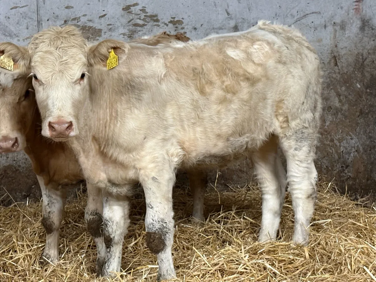 2 smashing charlois heifers - Image 2