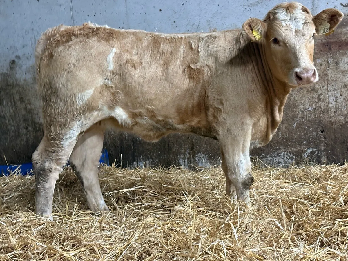 2 smashing charlois heifers - Image 3