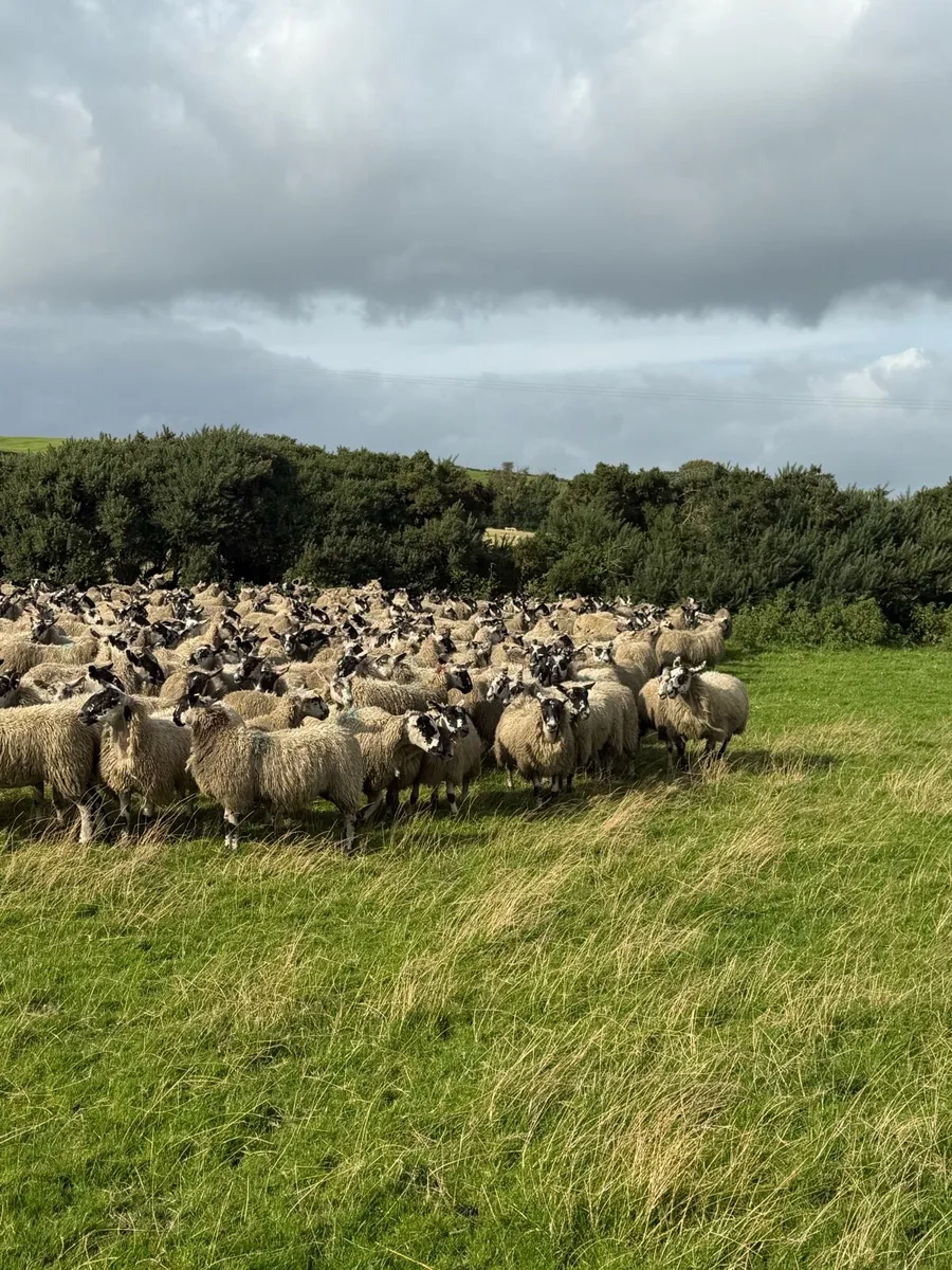 Mule ewe lambs - Image 2