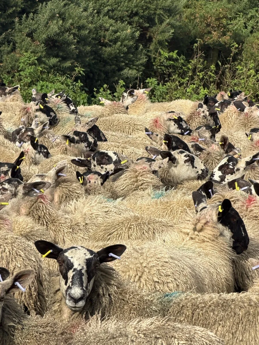 Mule ewe lambs - Image 3