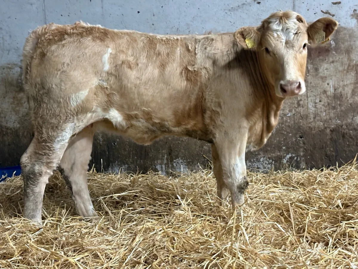 7 smashing charlois heifers - Image 4