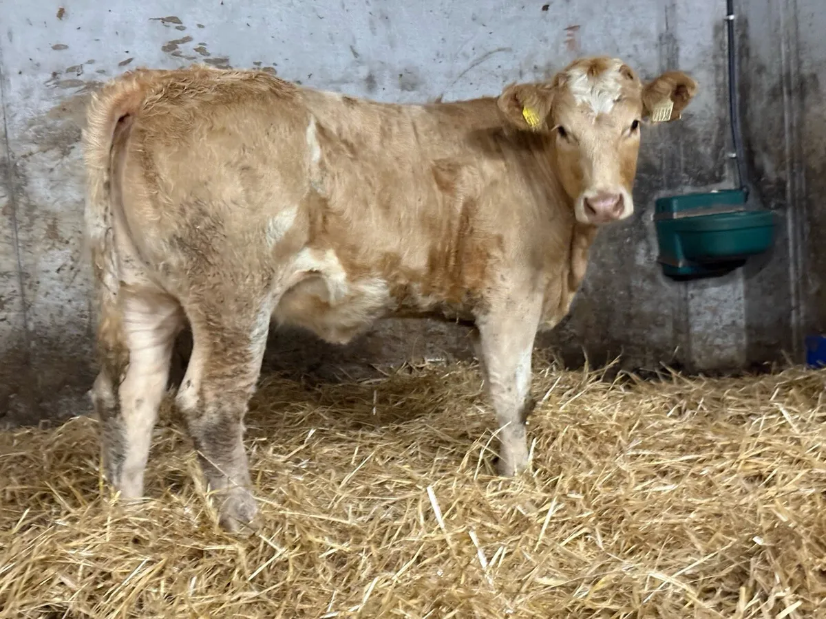 2 smashing charlois heifers - Image 4