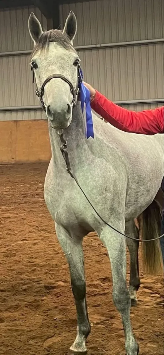 Selection of sport ponies - Image 2