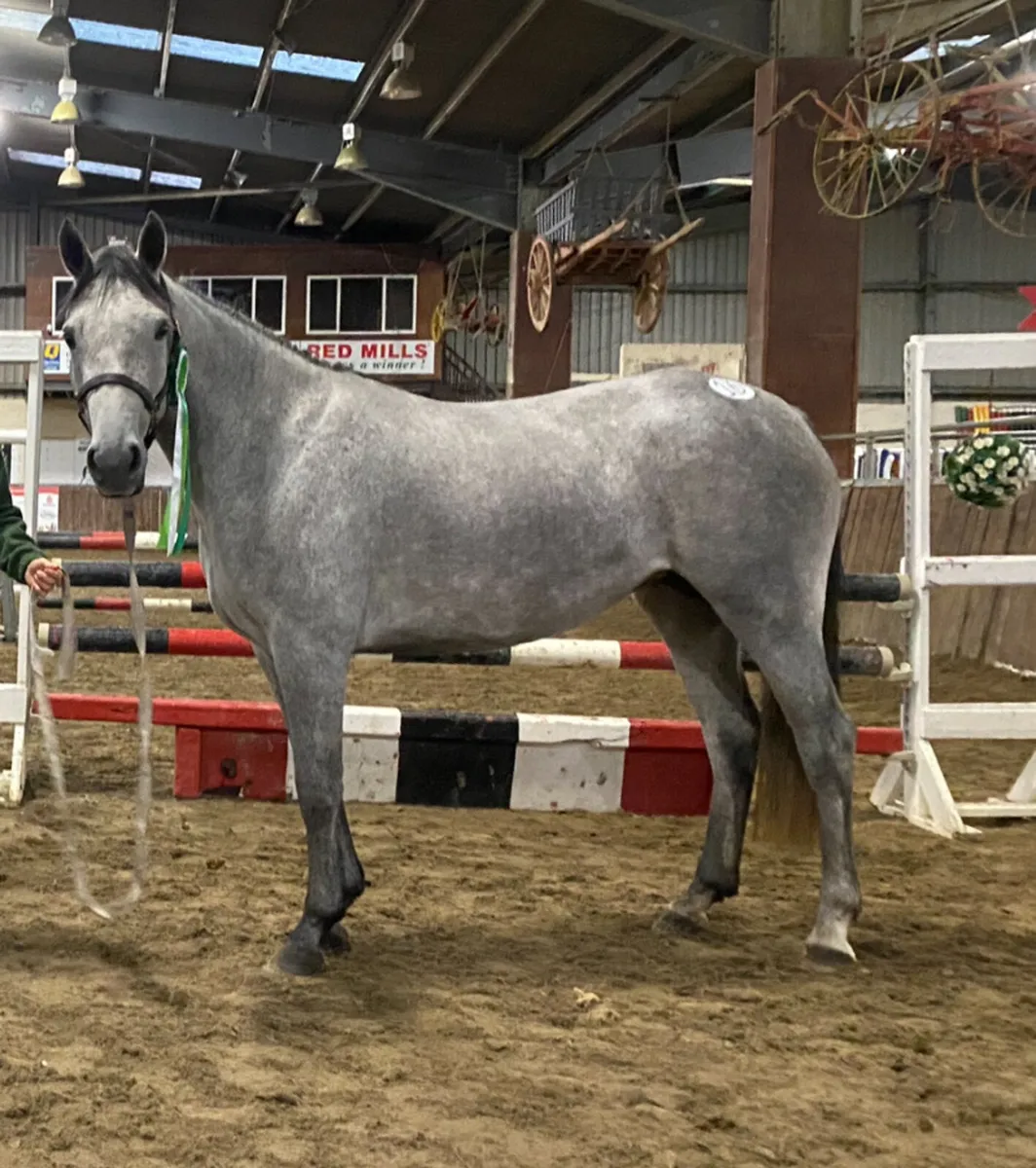 Selection of sport ponies - Image 3