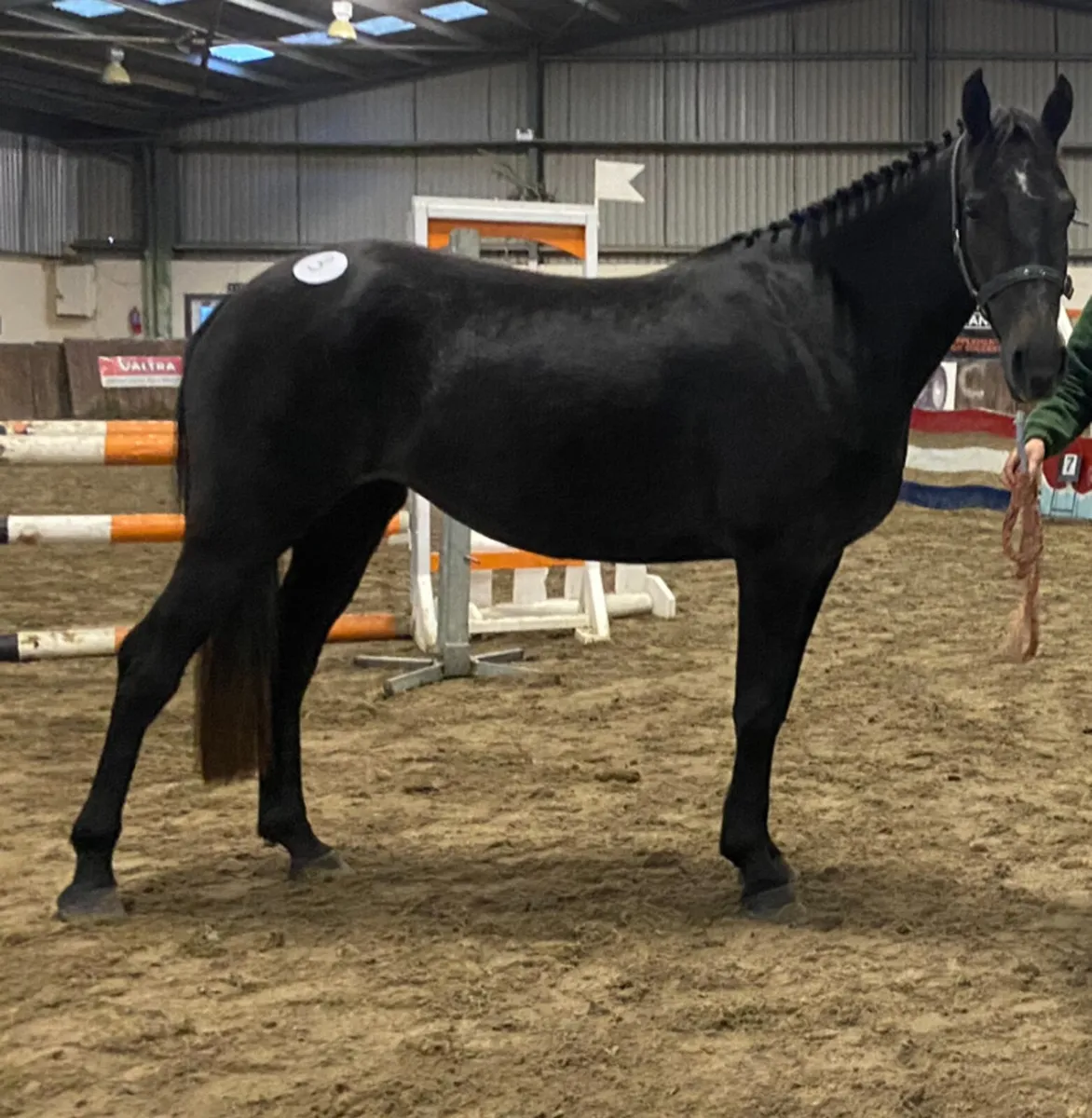 Selection of sport ponies - Image 4