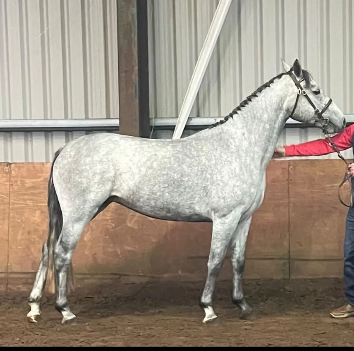 Selection of sport ponies - Image 1