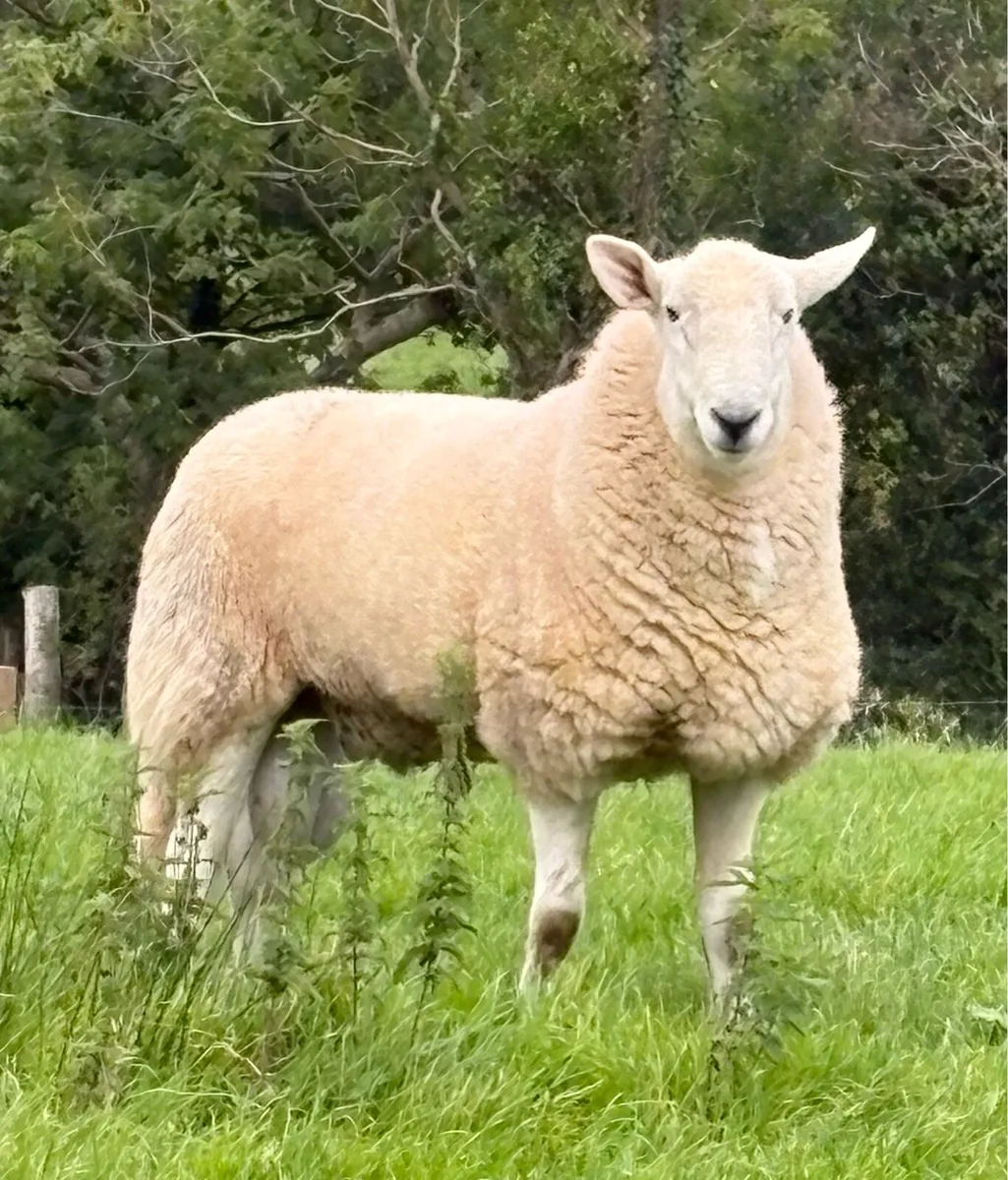 2 pure bred Wicklow Cheviot hogget rams - Image 1