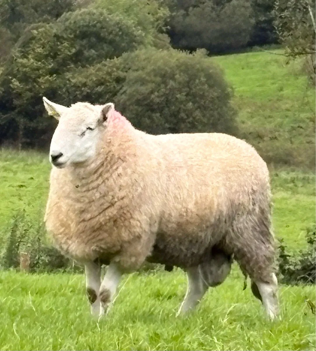 2 pure bred Wicklow Cheviot hogget rams - Image 2