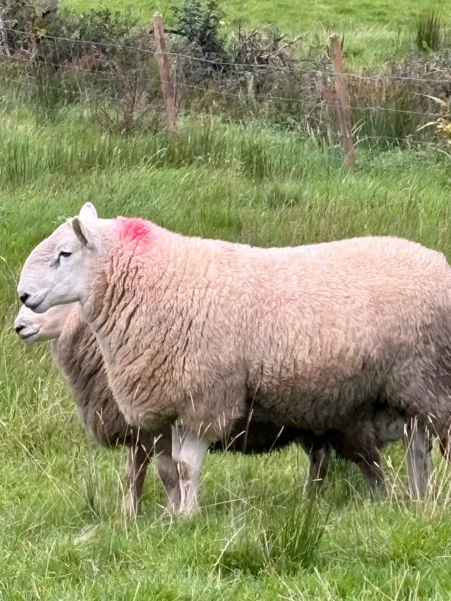 2 pure bred Wicklow Cheviot hogget rams - Image 3