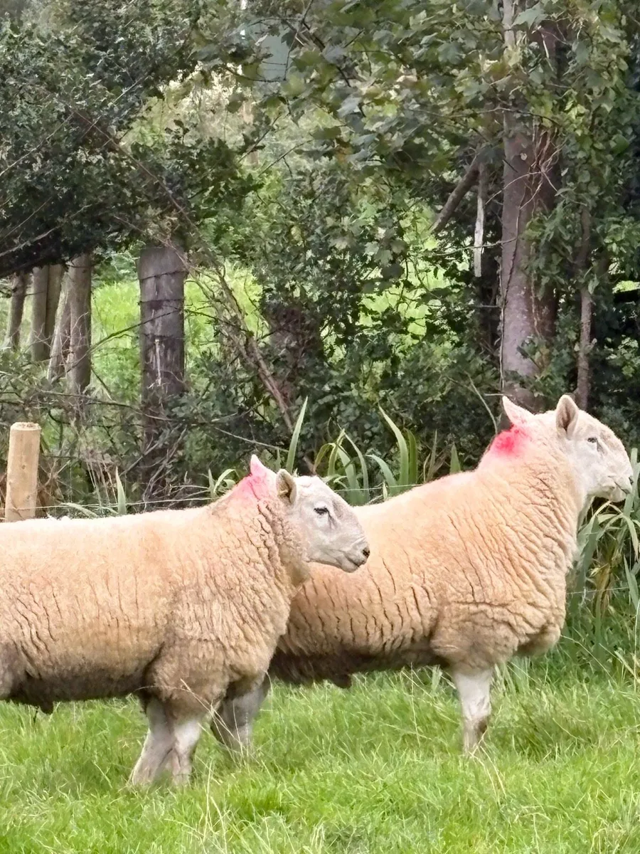 2 pure bred Wicklow Cheviot hogget rams - Image 4