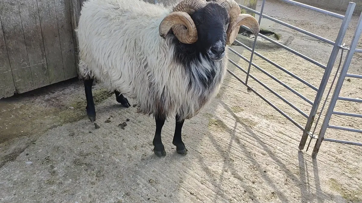 Mayo blackface rams - Image 2