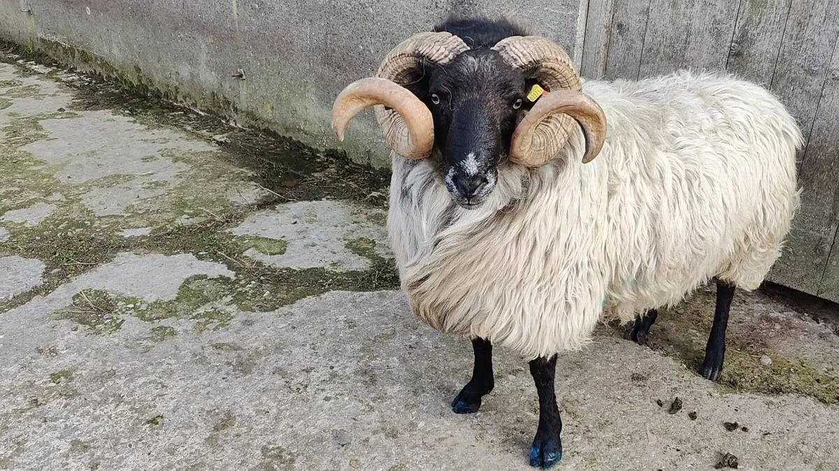 Mayo blackface rams - Image 4