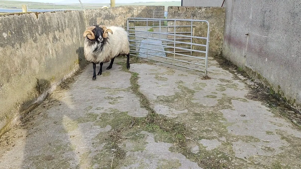 Mayo blackface rams - Image 1