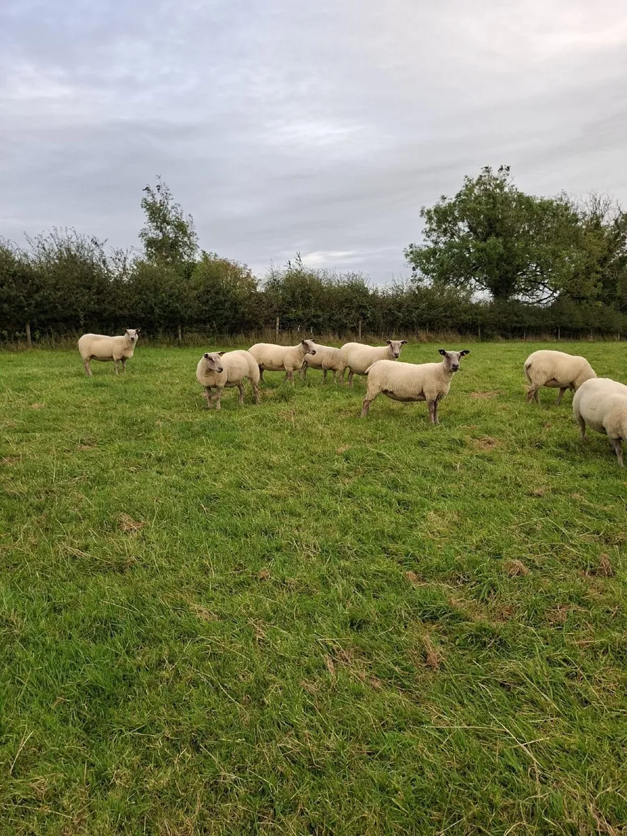 Organic Hoggets - Image 1