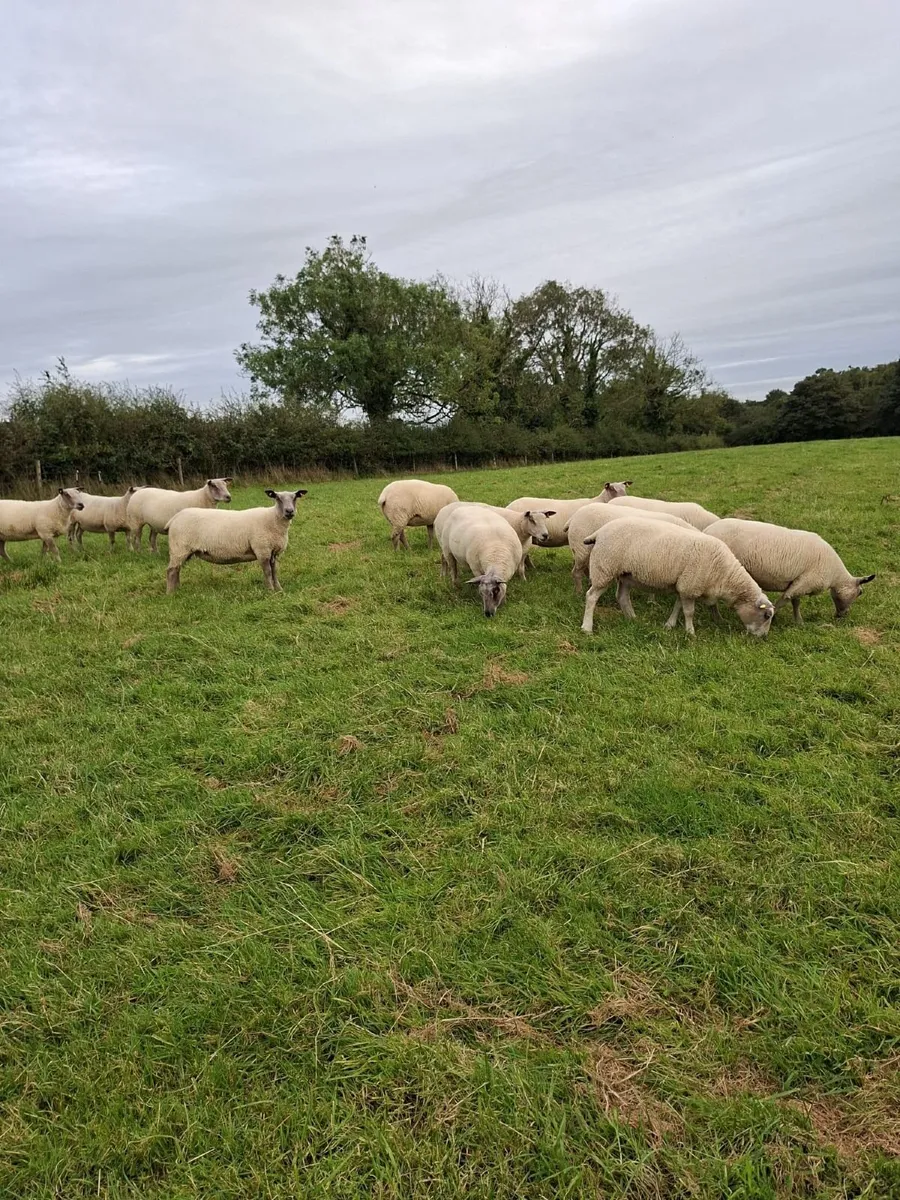 Organic Hoggets - Image 2