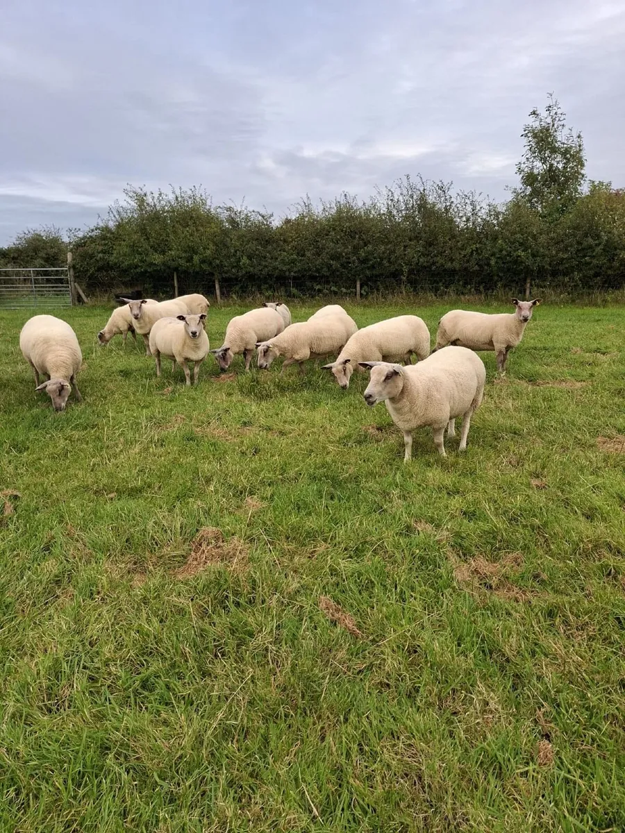 Organic Hoggets - Image 3