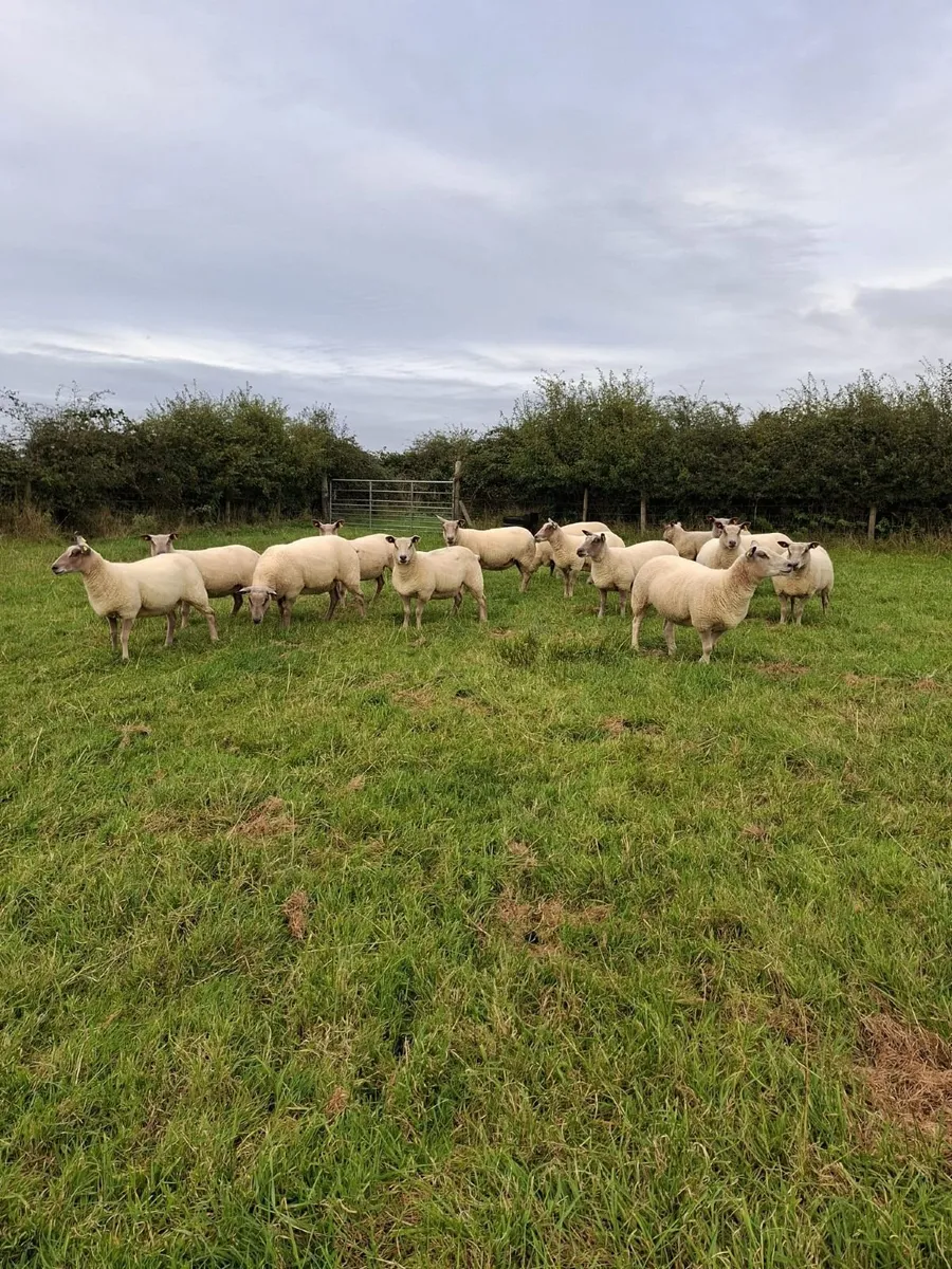 Organic Hoggets - Image 4