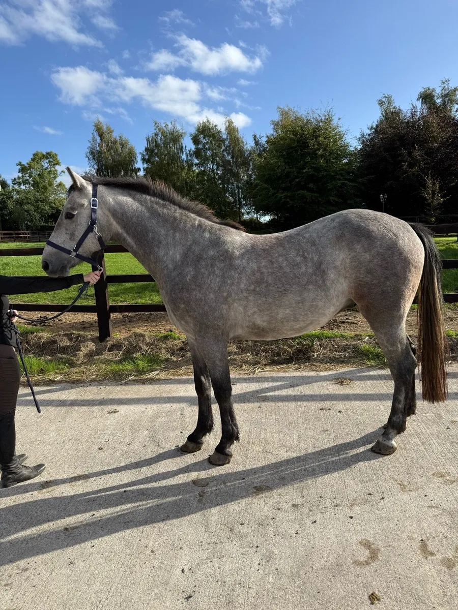 Rising 4yo gelding by Keamore Diamond Clover - Image 1