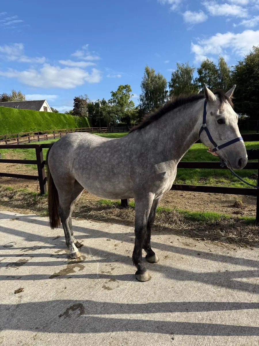 Rising 4yo gelding by Keamore Diamond Clover - Image 2