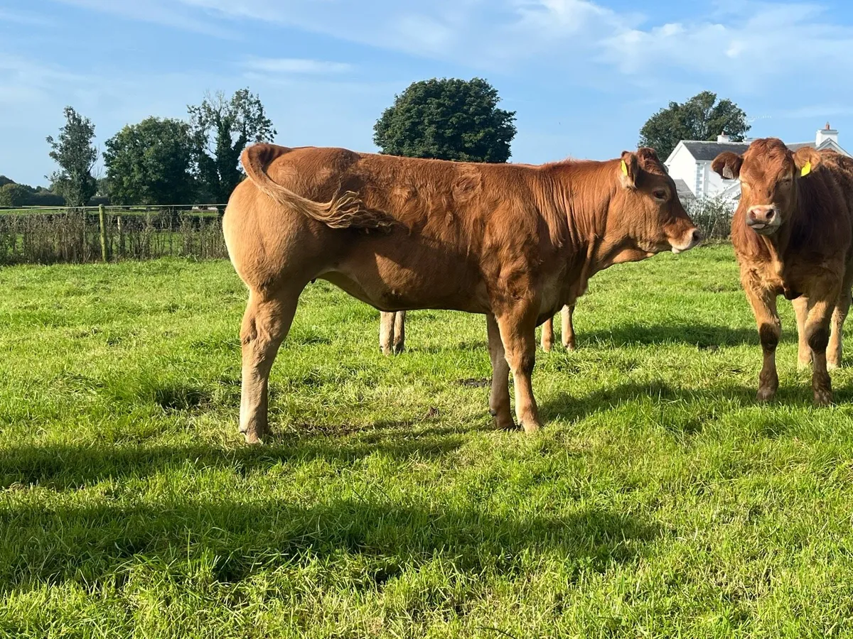 Exceptional Pedigree Limousin weanling heifers - Image 2